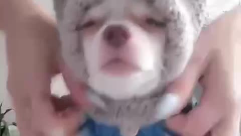 Cute Dog Dress Up Funny Videos