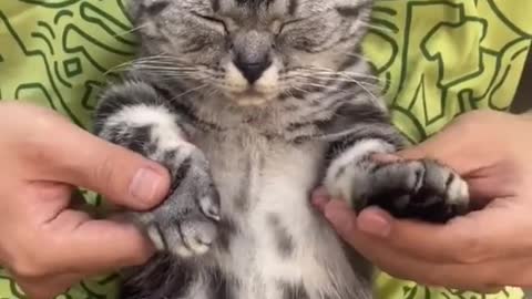 funny cat video 😁😁 top dancing