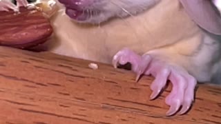 Rosie the Sugar Glider Eating a Treat with a Santa Hat