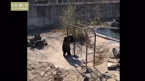 bear Funny Animal Dance