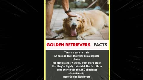 Amazing Random golden retriever Facts - That You Should Know #1 | Did You Know -