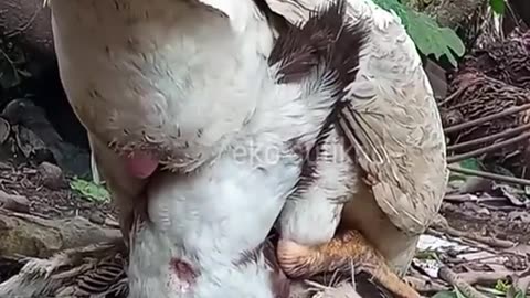 Duck having sex