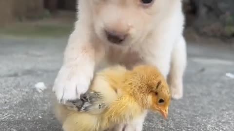 Pup and chick friendship