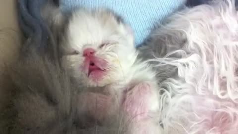 Kitten Marshmallow Eye Opening Experience - 2 Weeks Old