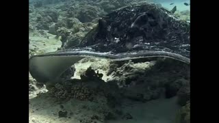 Up close with this Stingray