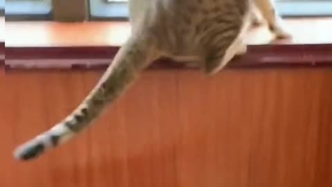 Don’t touch my baby!!!!!! #Funnycats #shortvideos #cats