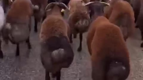 This big ass sheep, I'm worried about your big ass, how to find grass.