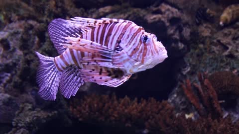 Scorpion fish in an aquarium