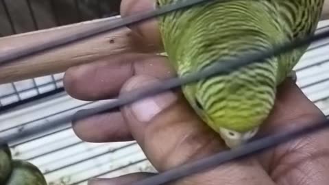 My cute birds playing with my hand