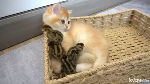 Tiny birds think kitten Sammy is their mother