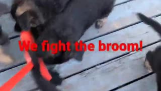 German Shepherds fighting the Broom!