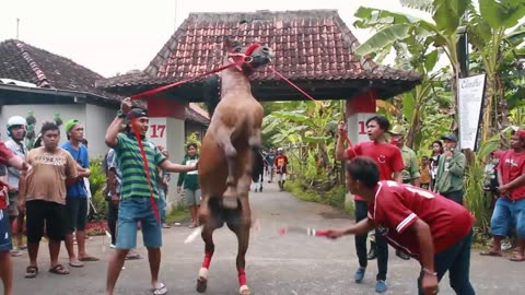 RAINBOW HORSE SKILL AT THE SECOND POINT OF PRANCING HORSE TRAINING