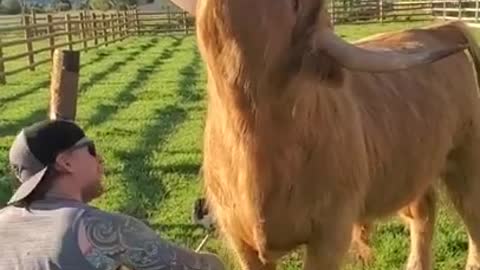 The cow loves to be combed