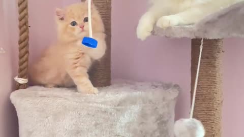 Funny cat playing