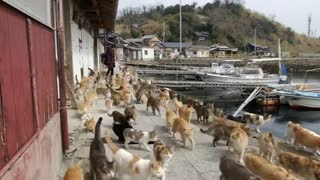 Japan island overrun by cats