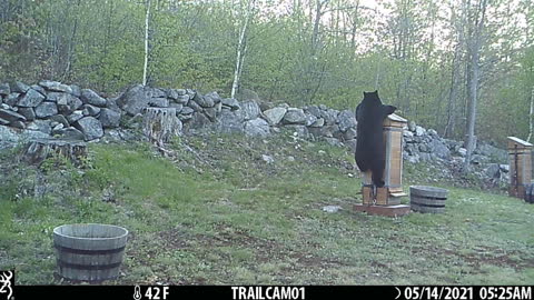 Black Bear on Bee Hive Roof