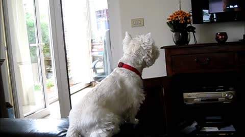 Excited Westie Attentively Watches Dogs On Television