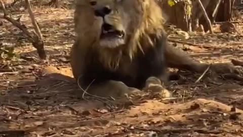 Massive Male Lion Roaring so Loud #growling #roar #malelion #africananimal #wildlife #lions #bigcat