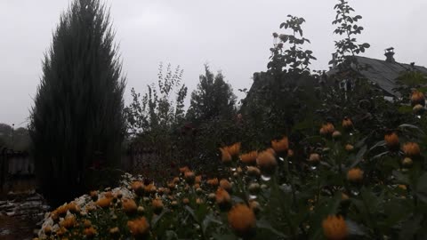 Autumn storm and chrysanthemums