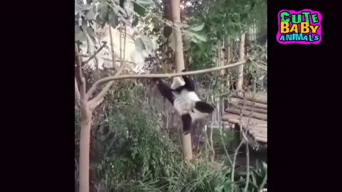 Baby Panda First Meet With Toys and Playing - Cute Baby Animals