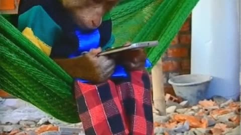 Cute Monkey Watching Video On Smartphone