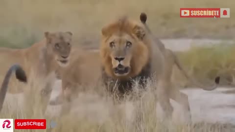 Shocking Moments When Painful Lions Are Attacked And Tortured.