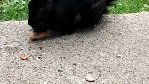 Black Squirrel Eating, Wayne County, MI, 9/4/23