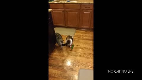 Funny Cat and cucumber