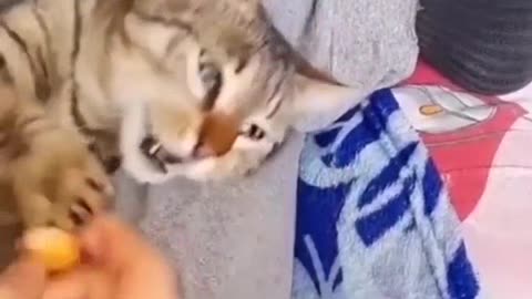 Cat video | Cat funny Video
