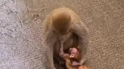 Monkey's baby and there mother