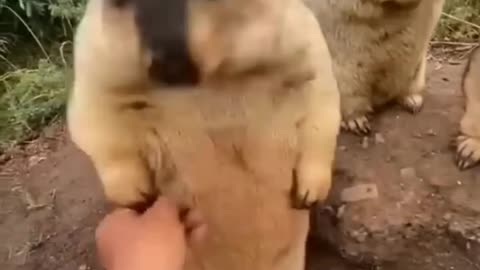 Cute Marmot videos