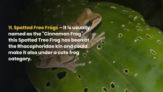 AMERICAN FROG DAY