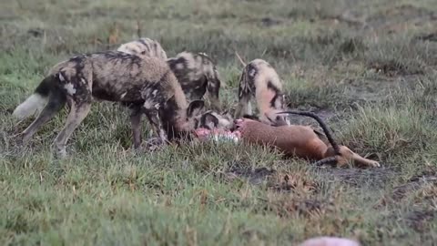 Coyote eating get interrupted by african wild dogs, feed on a impala *graphic footage*