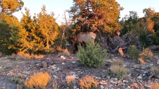 Wild Deer Family - Big Deer Horns