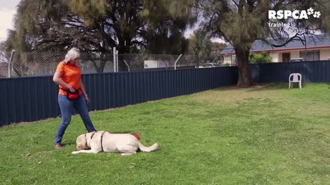 Labrador puppy learning and performing training commands |