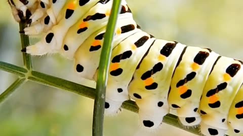 insects eating video beautiful