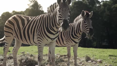 Two zebras standing in the field