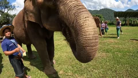 Feeding Happy the Elephant and her friends