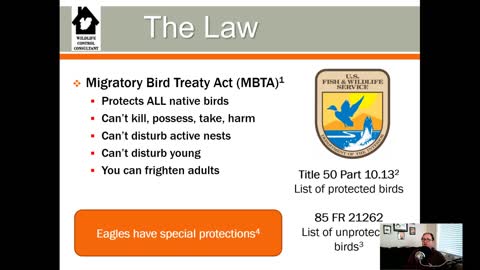 Woodpecker damage control techniques and USFWS Depredation Permit