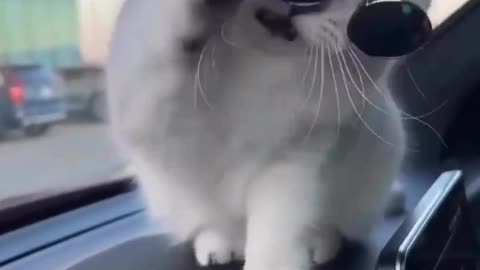 Smart cat 😻 with sunglasses more handsome 😍 Joy Funny Factory