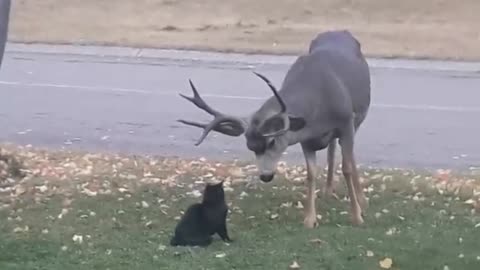 Cat Has no Fear While Messing with Deer