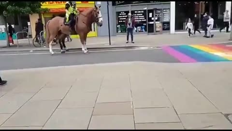 Horses deliberately avoid Pride Flag
