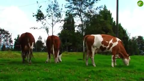 Cow video cow grassing cow sound