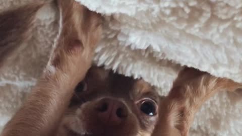 Adorable Upside-Down Dog