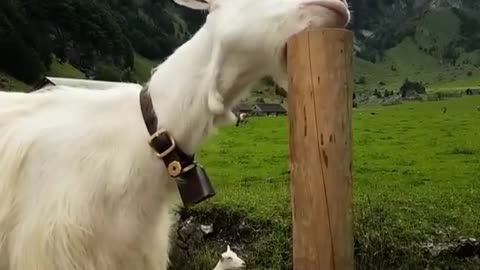 Cattle in Switzerland