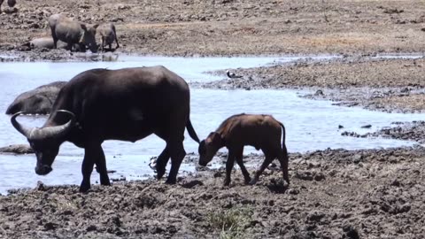 Newborn Buffalo Sticks Close To Mom