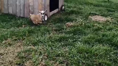 Playful Little Goat Just Wants to Have FUN