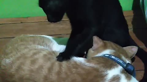 Kitty Massage