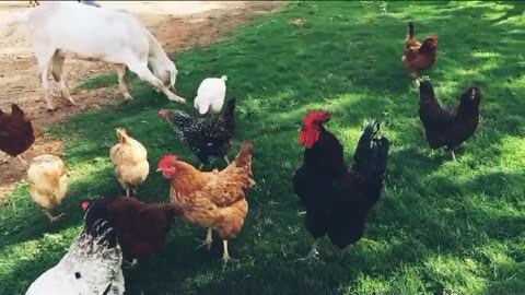 Goat and hens enjoying