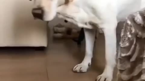 Very osom video and funny dog 🐕